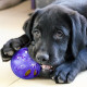 Navaris Dog Toy Set of 4 - Σετ με 4 Παιχνίδια για Σκύλους - 43461