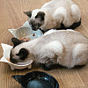 Navaris Cat Bowls with Ears Set of 3 - Σετ με 3 Μπολ Φαγητού και Νερού σε Σχήμα Γάτας - Black / Grey / White - 50737.03