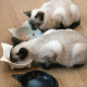 Navaris Cat Bowls with Ears Set of 3 - Σετ με 3 Μπολ Φαγητού και Νερού σε Σχήμα Γάτας - Black / Grey / White - 50737.03