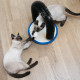 Navaris Cat Scratcher Arch - Ονυχοδρόμιο για Γάτες με Καμάρα για Μασάζ και Παιχνίδι - 48330.01