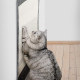 Navaris Cat Scratcher Storage Organiser - Οργανωτής Αποθήκευσης με Ονυχοδρόμιο για Γάτες - 1,74 m x 45,5 cm - Grey - 49098.19