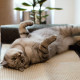 Navaris Cat Scratch Mats Sofa Shield Σετ με 2 Προστατευτικά Καναπέ από Γρατζουνιές Γάτας - 130 x 45 cm - Dark Grey - White - 46354.19.02