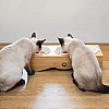 Navaris Cat Bowls - Σετ με 3 Μπολ Φαγητού και Νερού - 130 ml - White - 51398.03