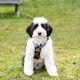 Navaris Σαμαράκι Σκύλου με Ανακλαστικές Λωρίδες - Large - 33 x 30 x 1,2 cm - Dark Grey - 56134.19.3